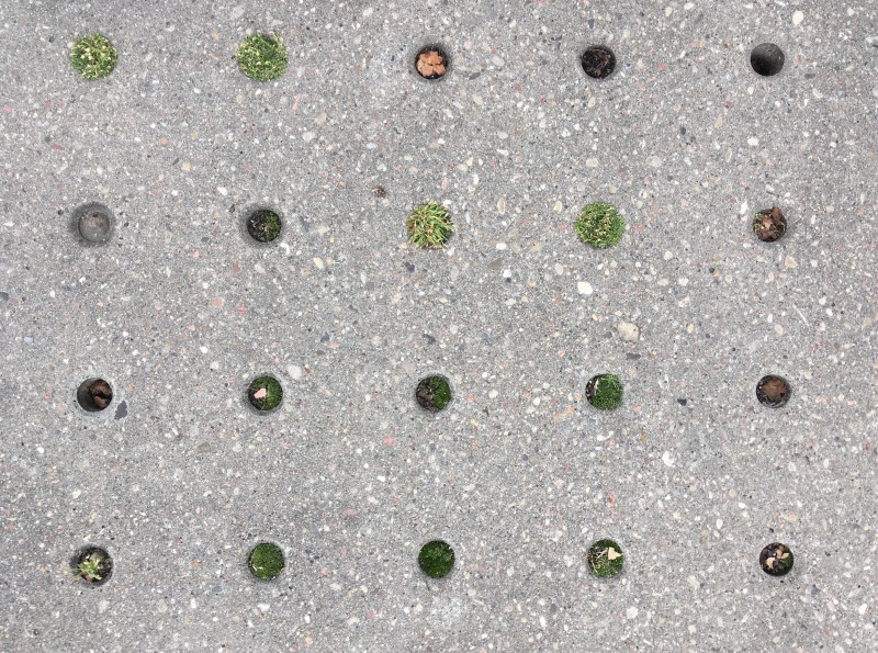 Chwasty, zielska, badyle